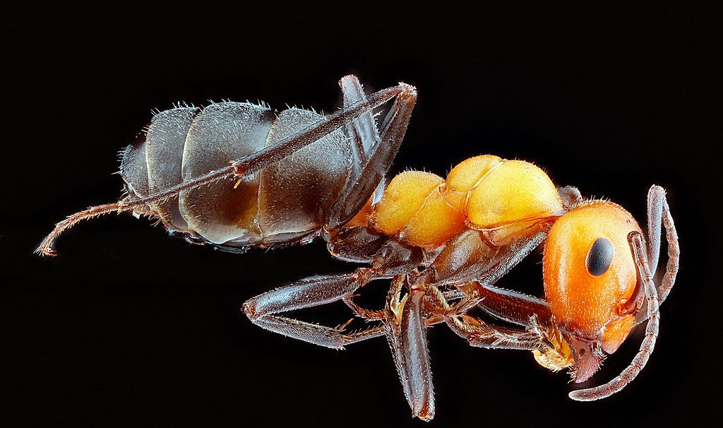 Ant Control service in Laredo, TX