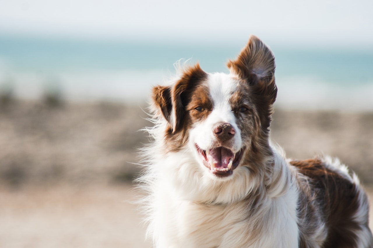 Flea & Tick Control service in Laredo, TX