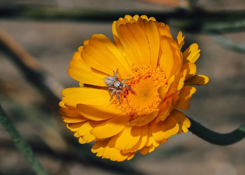 Spider Control service in Laredo, TX